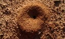 Fire Ant Mound Fire Ant Mound