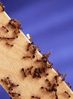 Fire Ants on Board
