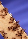 Fire Ants on Board Fire Ants on Board