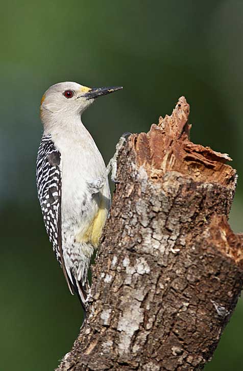 Golden-fronted Woodpecker