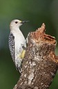 Golden-fronted Woodpecker Golden-fronted Woodpecker