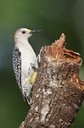 Golden-fronted Woodpecker