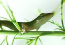 Green Lizard Green Lizard