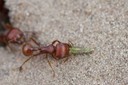 Harvester Ants