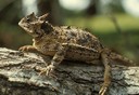 Texas Horned Lizard Texas Horned Lizard