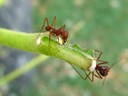 Leaf Cutting Ant