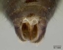 Mandibles Mandibles