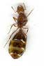 Queen Ant