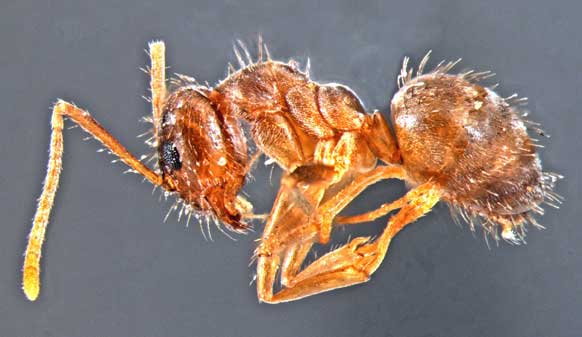 Rasberry Crazy Ants