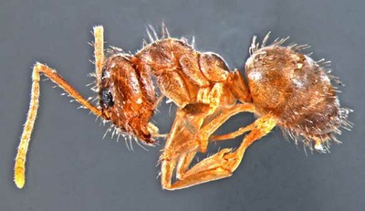 Rasberry Crazy Ants