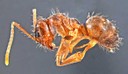 Rasberry Crazy Ants Rasberry Crazy Ants
