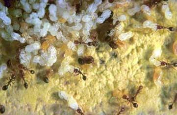 Tending Larvae Queen