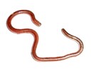 Texas Blind Snake Texas Blind Snake
