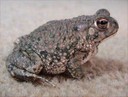 Texas Toad Texas Toad