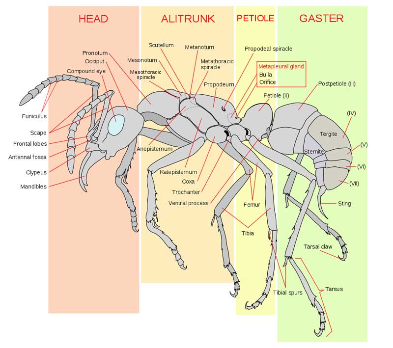 Worker Ant