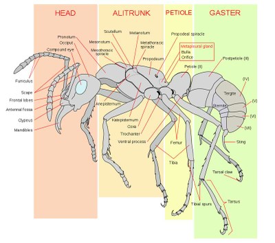 Worker Ant