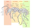 Worker Ant