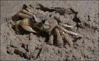 Ghost Crab