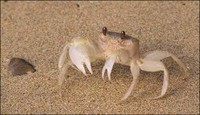 Another Ghost Crab