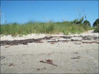 Grass Beach