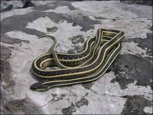 Gulf Coast Ribbon Snake