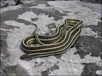 Gulf Coast Ribbon Snake