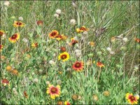 Indian Blankets