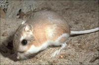 Gulf Coast Kangaroo Rat