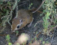 Another Kangaroo Rat