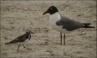 Laughing Gulls 2