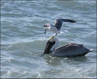 Another Laughing Gull