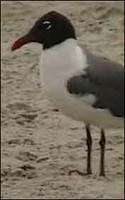 Laughing Gulls