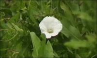 Beach Morning Glory