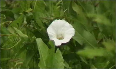 Beach Morning Glory