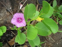 Another Beach Morning Glory