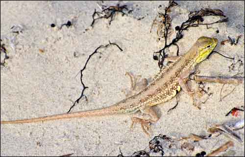 Keeled Earless Lizard
