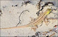 Keeled Earless Lizard