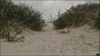 Sand Dunes Sand Dunes