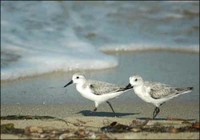 Sanderling