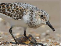 Another Sanderling