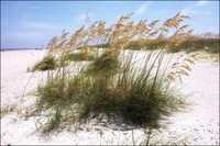 Sea Oats