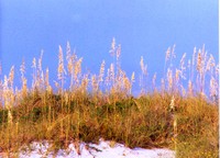 Another Sea Oats