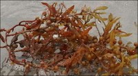 Sargassum -- Seaweed