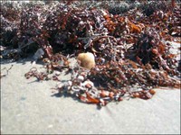 Seaweed - 3