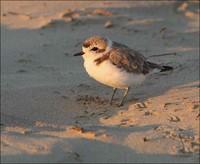 Snowy Plover