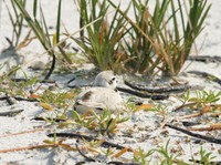 Another Snowy Plover