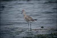 Another Willet