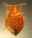 Bed Bug - H.J. Harlan, AFPMB