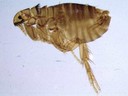 Cat Flea - Tx Dept State Health Services