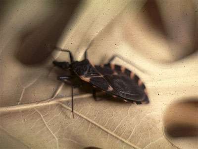 Kissing Bug - Tx Dept State Health Services